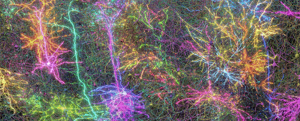 A Tiny Piece of Mouse Brain Has Finally Been Mapped in Mindblowing Detail : ScienceAlert