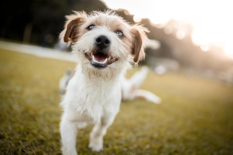 Major Climate Threat: New Research Reveals Startling Environmental Impact of Dogs