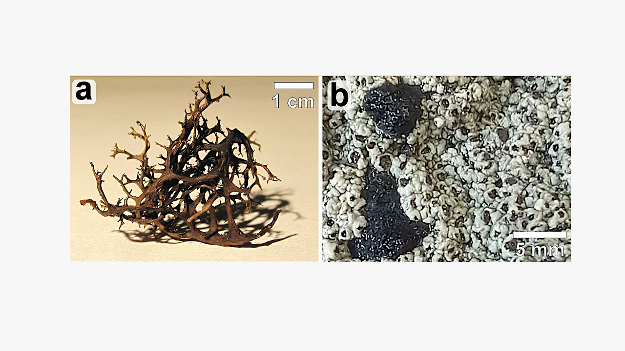 Lichens Survived A Martian Simulation In A New Study