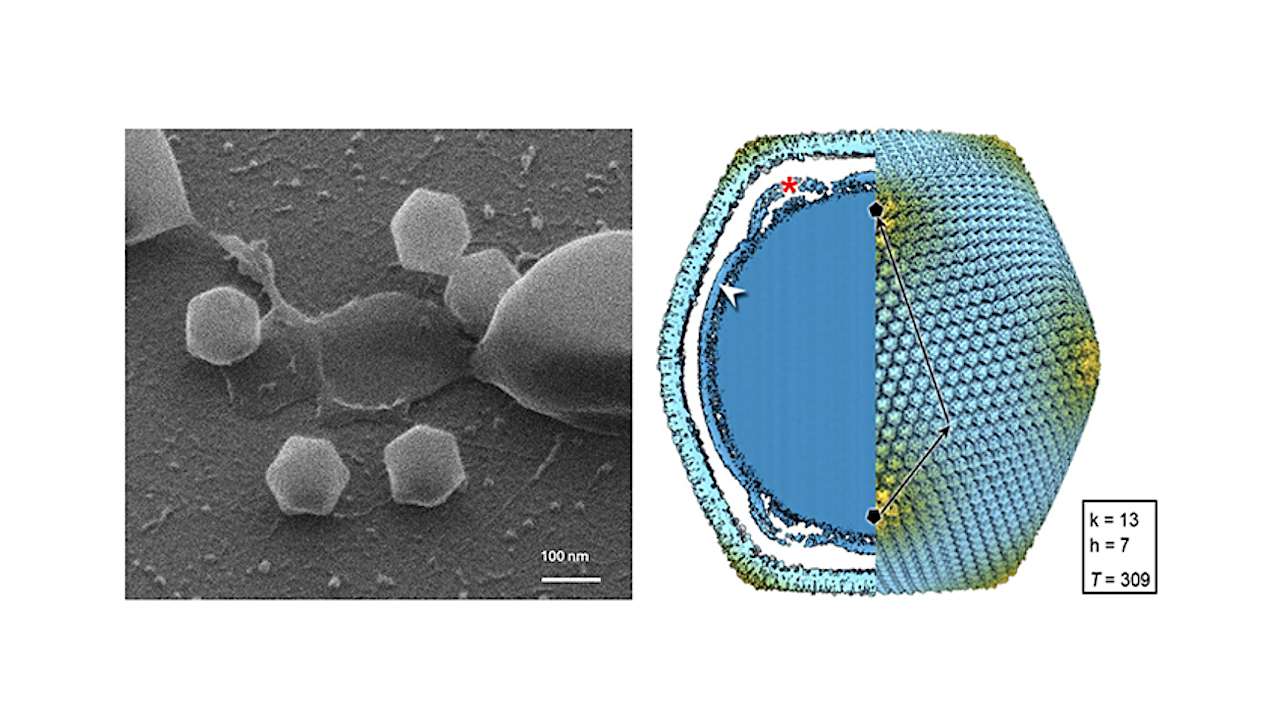 New Giant Virus Jyvaskylavirus Isolated In Finland