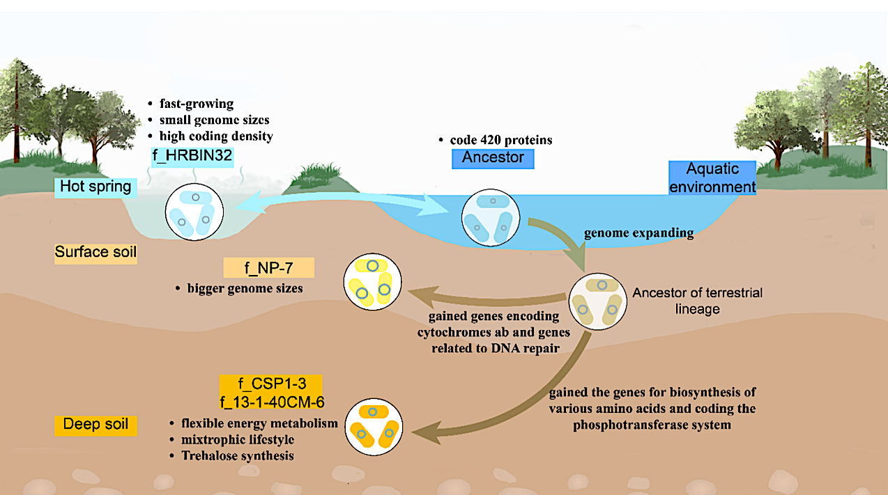 New Microbes Discovered Deep In Earth’s Soil