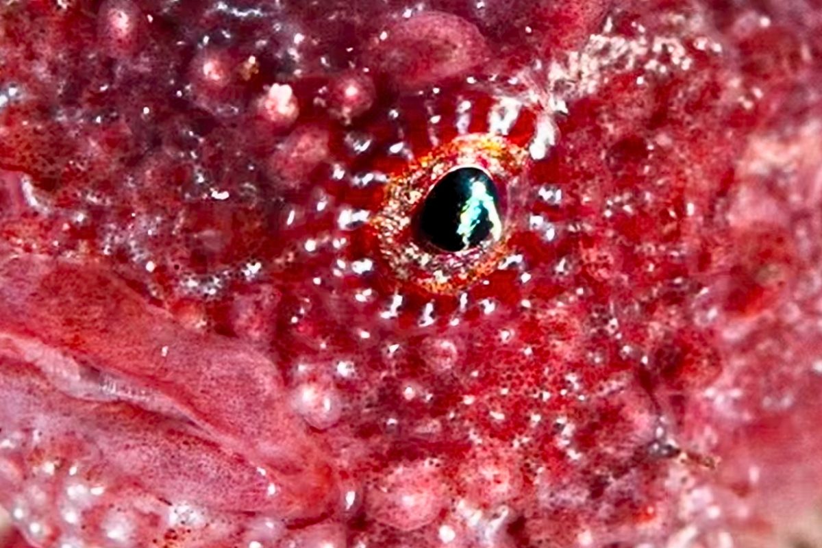 Peculiar sea creature that looks like a spotty golf ball filmed near Vancouver Island after season-long search