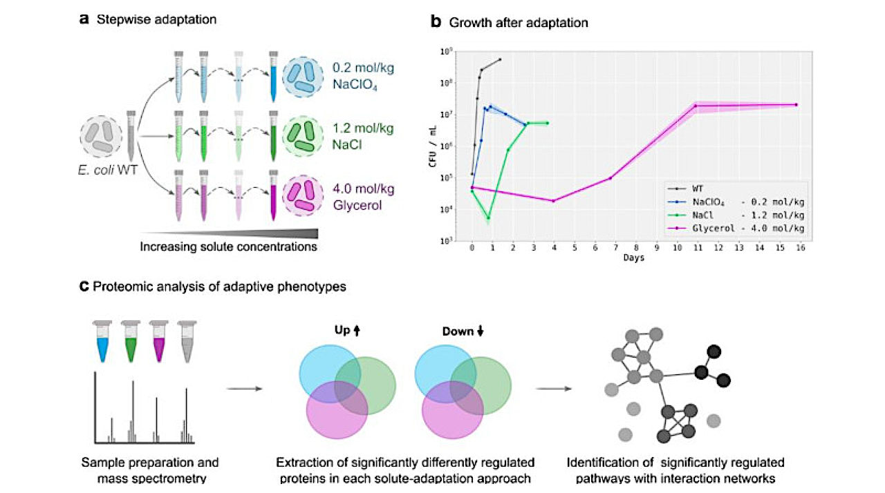 Proteomic Insights Into Survival Strategies Of Escherichia Coli In Perchlorate-rich Martian Brines