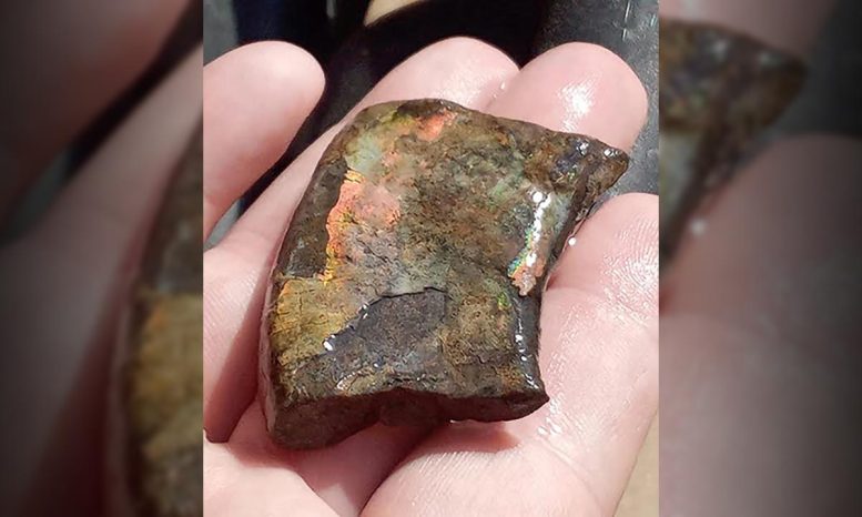 300-Million-Year-Old Iridescent Fossil May Be One of Earth’s Rarest Prehistoric Gems