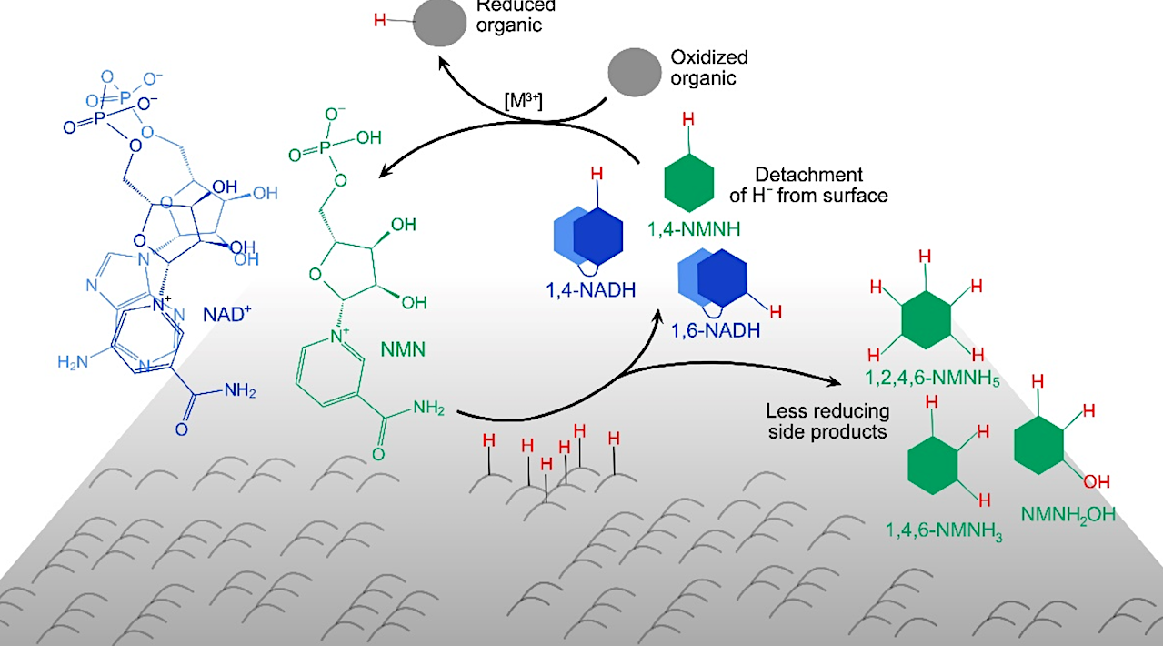 Reduction Of NAD and NMN On Mineral Surfaces With H2 Reveals A Functional Role For The Adenosine Moiety In Prebiotic Evolution