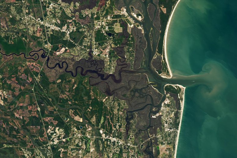 The Great Mangrove Migration: How Warming Waters Are Rewriting the East Coast