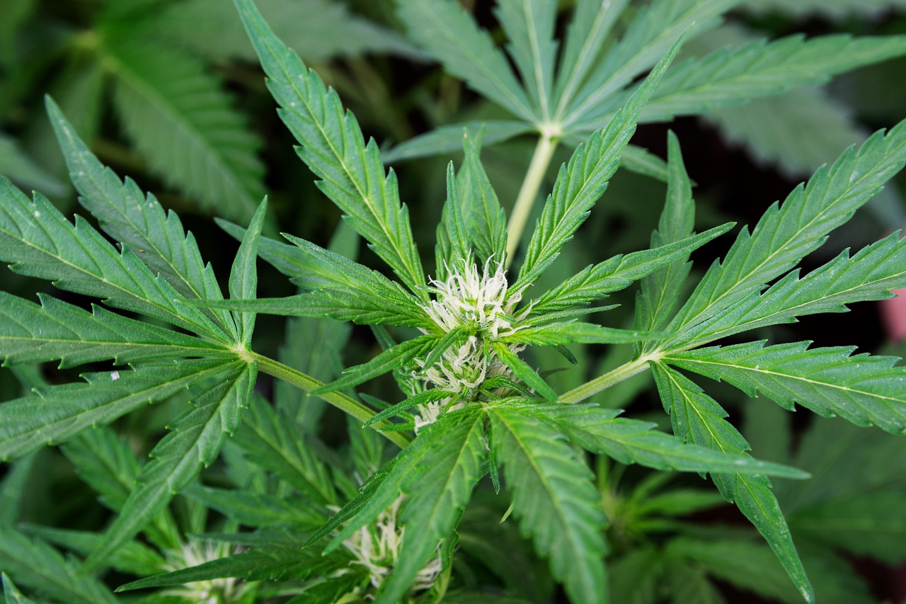 Study Highlights Potential Effects of Cannabis Exposure on Fetal Respiratory Health