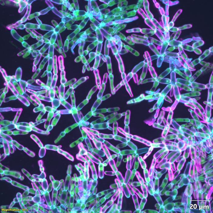 An Evolutionary Experiment Yields Surprising Results