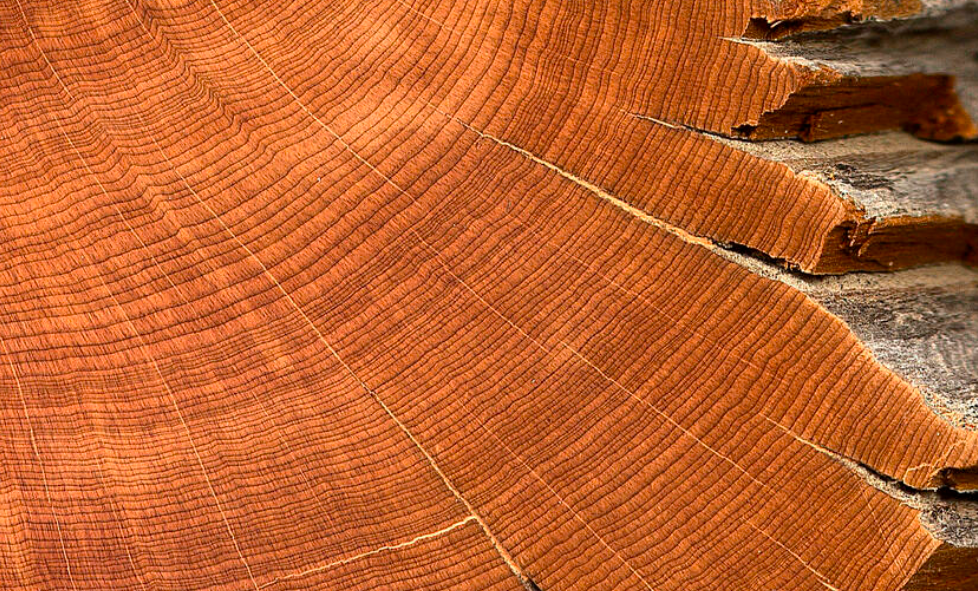 Several New Studies Show How Climate Impacts Animals & Trees