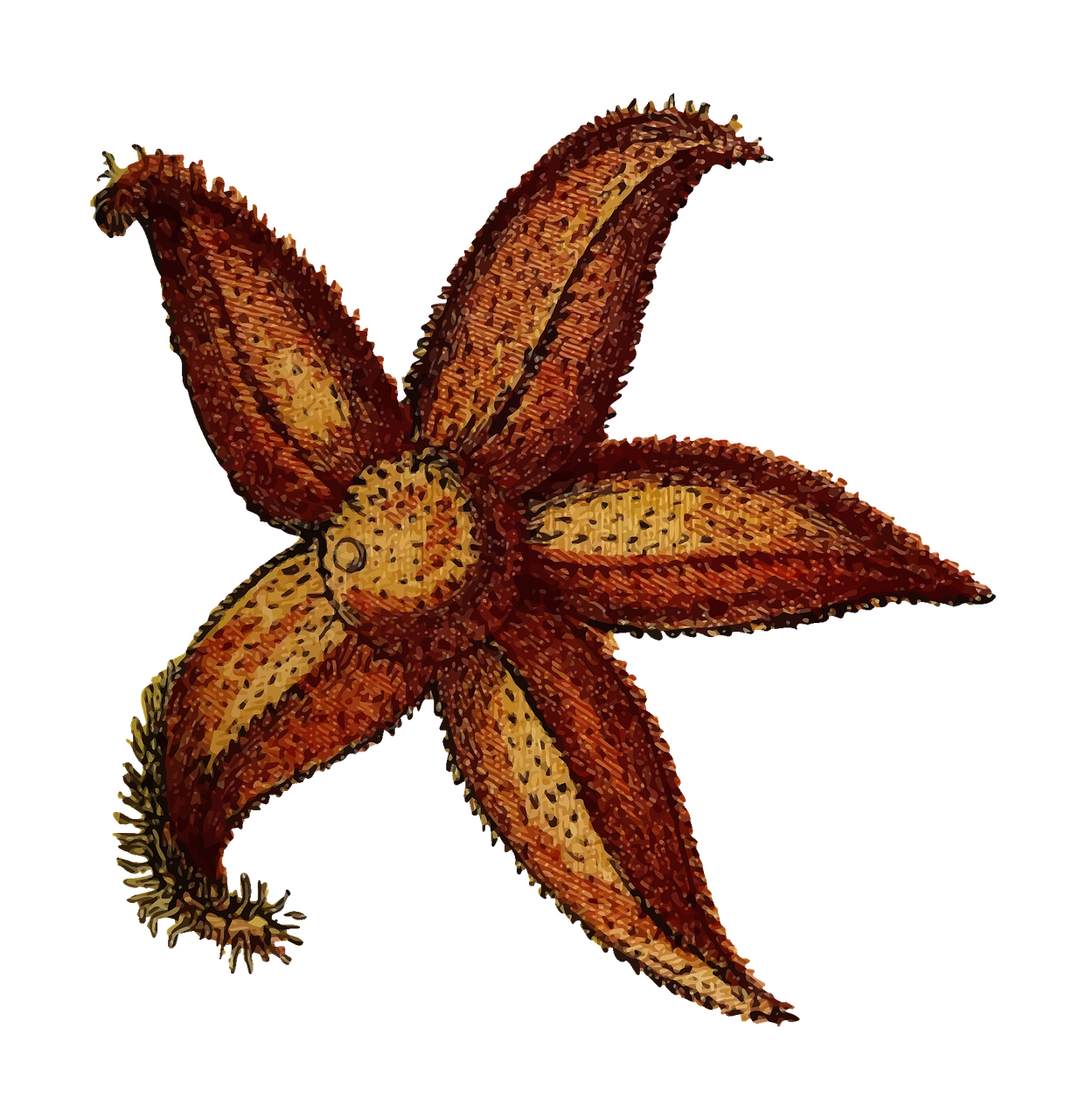Wearable Technology Inspired by Starfish