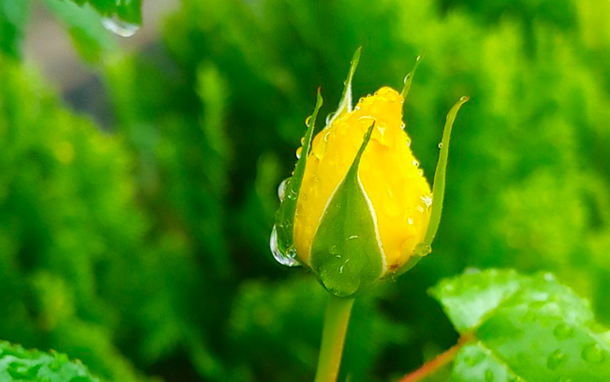 Genetics Reveals That All Roses Were Once Yellow