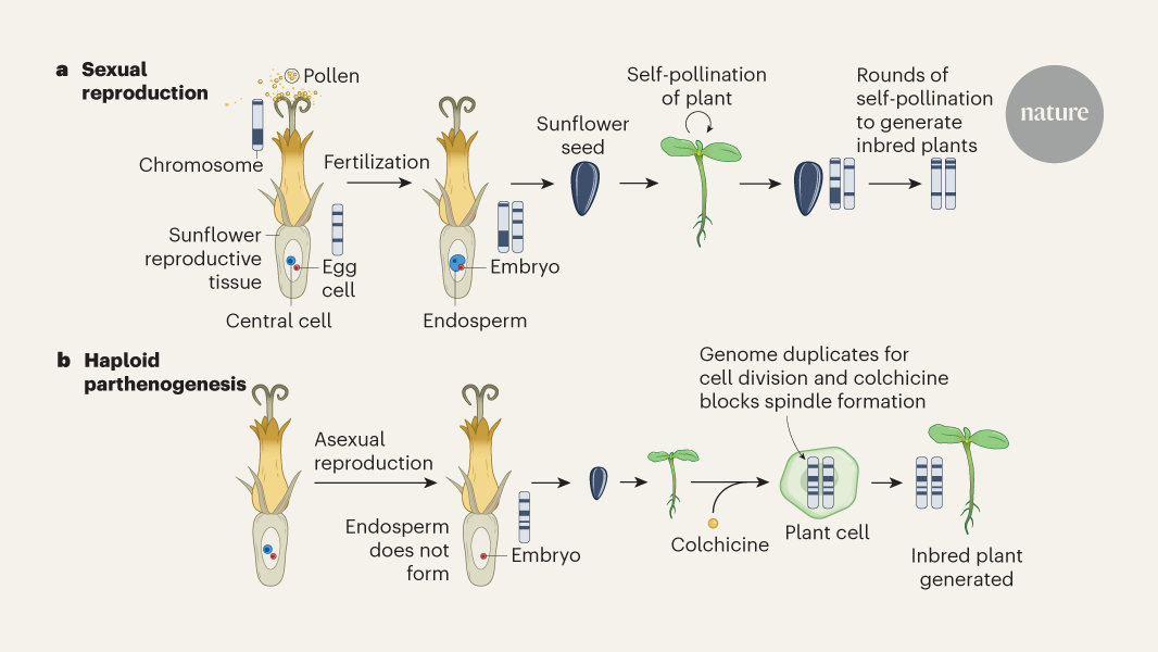 Sunflower ‘virgin births’ enable accelerated crop breeding