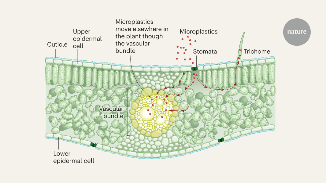 Airborne microplastics enter plant leaves and end up in our food