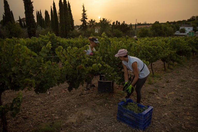 Healthy soil is the hidden ingredient — here’s how I’m fighting to save it