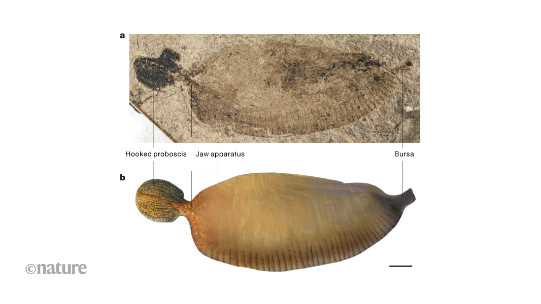 Jurassic fossil reveals the origin of parasitic thorny-headed worms