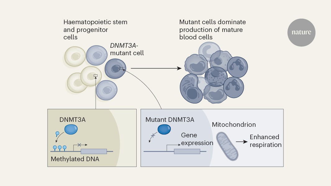 Age-related blood condition counteracted with a common diabetes drug