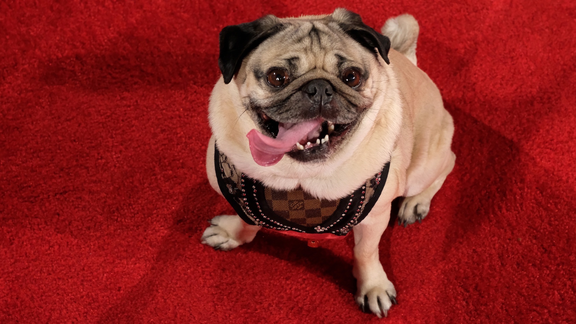 People tend to trust ‘pet-fluencers’ over human influencers