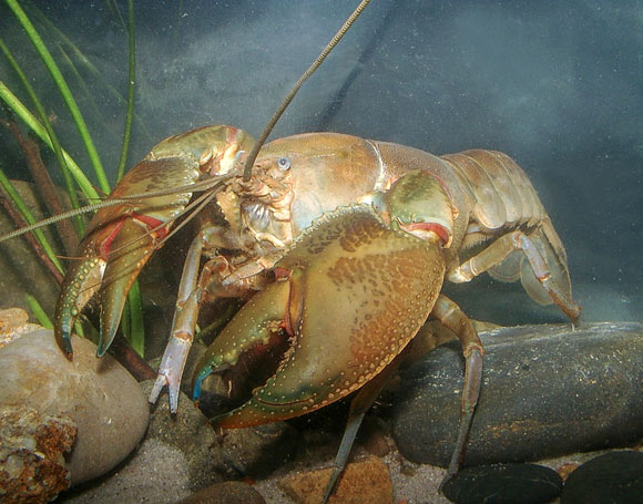 Giant Freshwater Crayfish Lived in New Zealand 20 Million Years Ago
