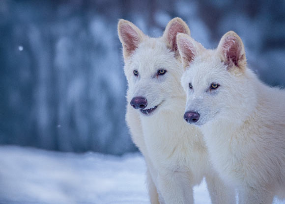 Colossal Biosciences Claims to Have ‘De-Extincted’ Dire Wolf