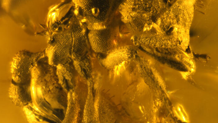 New Species of Dirt Ant Found Preserved in Dominican Amber