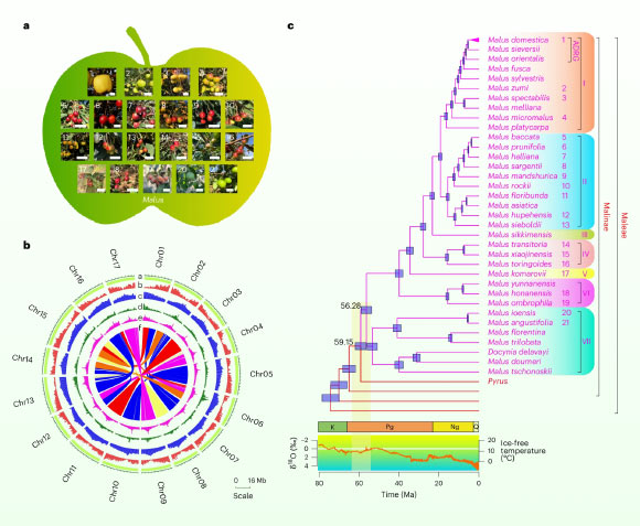 New Genomic Analysis Reveals Evolution and Diversity of Apple Genus