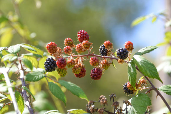 Researchers Sequence Genome of Blackberry