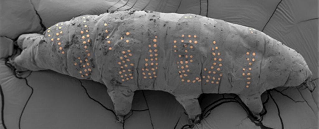 Scientists ‘Tattoo’ Tardigrades in Nanotechnology Breakthrough : ScienceAlert
