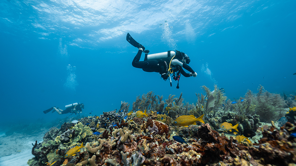 How Is There Life In The Deep Ocean If Plants Don’t Have Light There? » ScienceABC