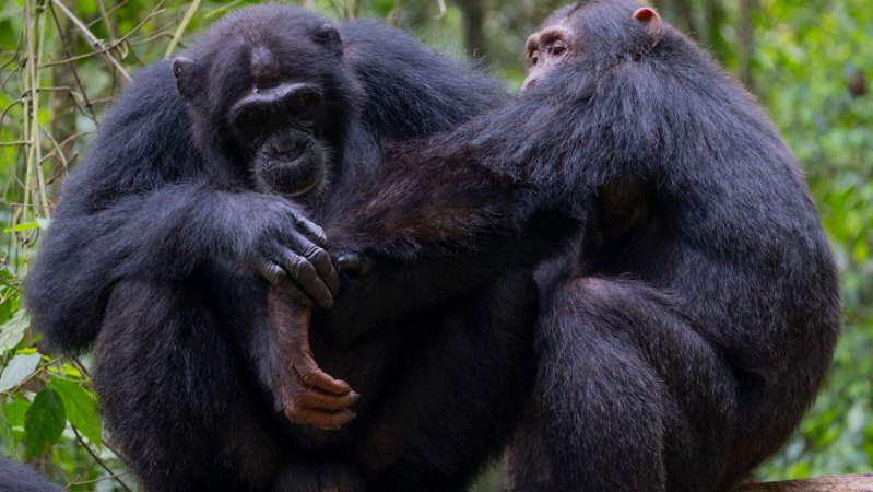 Wild chimpanzees give first aid to each other