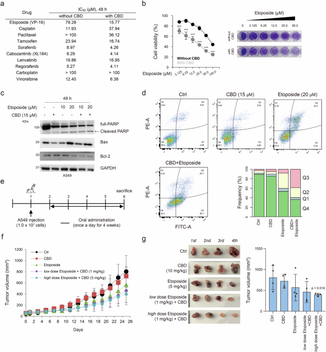 Cannabidiol potentiates p53-driven autophagic cell death in non-small cell lung cancer following DNA damage: a novel synergistic approach beyond canonical pathways