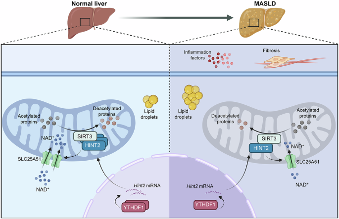 Histidine triad nucleotide-binding protein 2 attenuates metabolic dysfunction-associated steatotic liver disease through NAD+-dependent sirtuin-3 activation