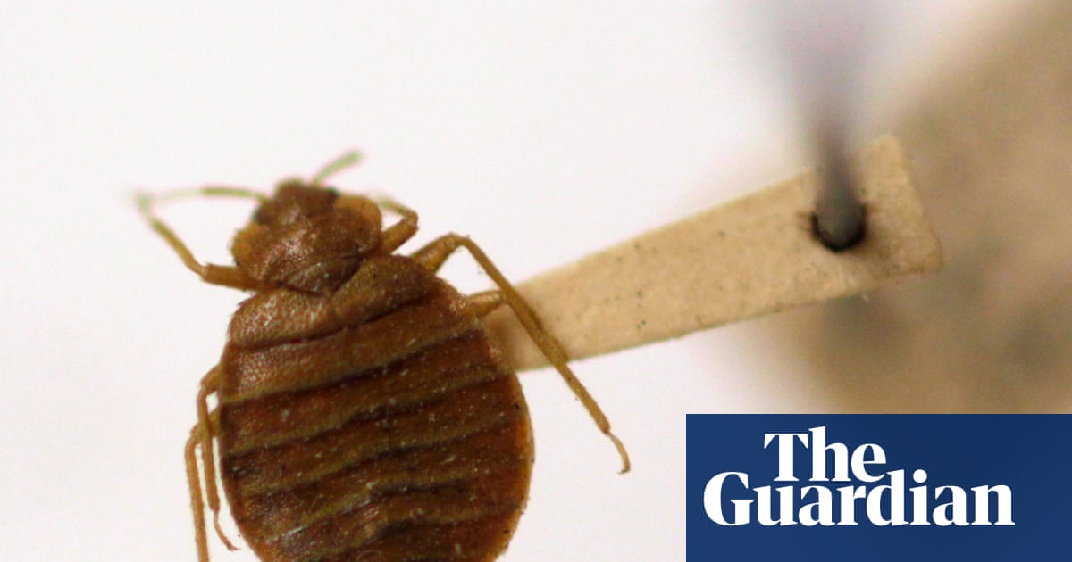 Humans moving to ancient cities sent bedbug numbers soaring, say scientists | Science