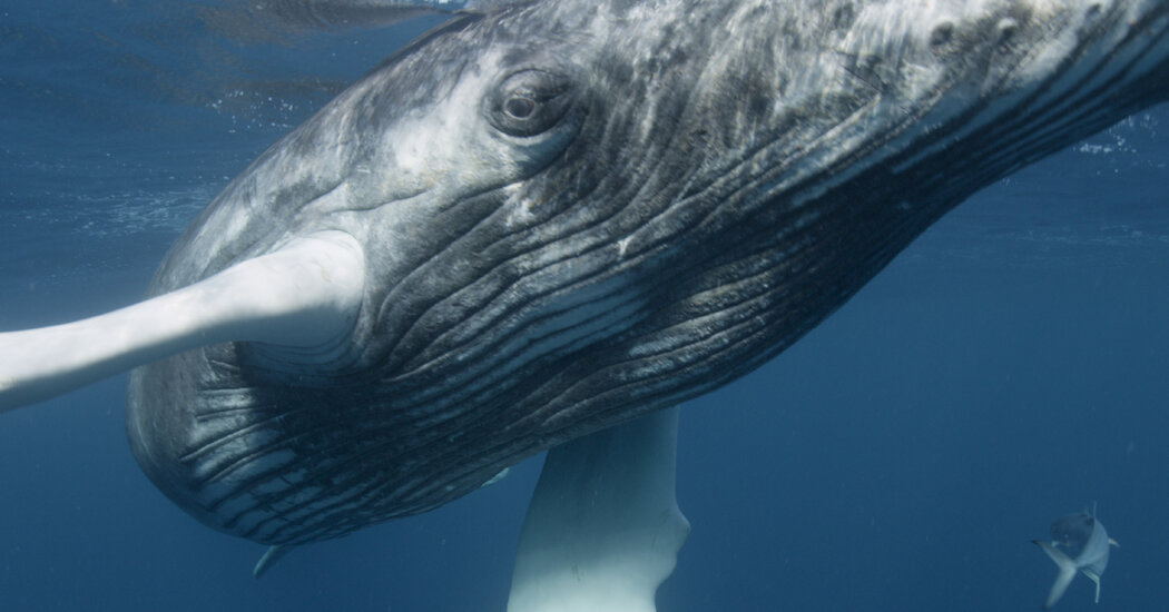 Humpback Whales May Not See Their Most Dangerous Threats
