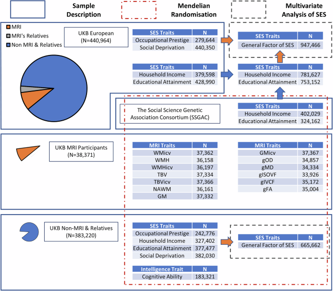 Deciphering the influence of socioeconomic status on brain structure: insights from Mendelian randomization