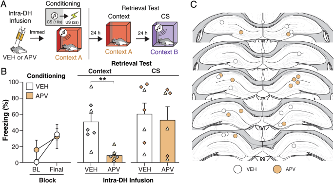 Hippocampal ensembles regulate circuit-induced relapse of extinguished fear