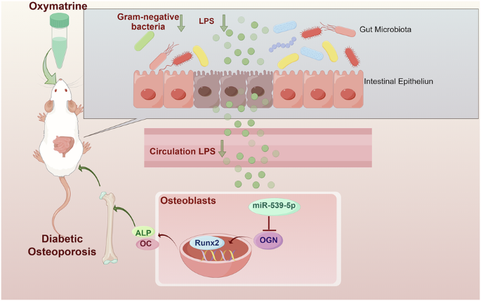 A promising approach to diabetic osteoporosis: oxymatrine’s effects on gut microbiota and osteoblasts