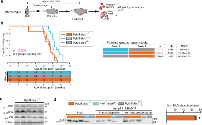 Multiple anti-tumor programs are activated by blocking BAD phosphorylation