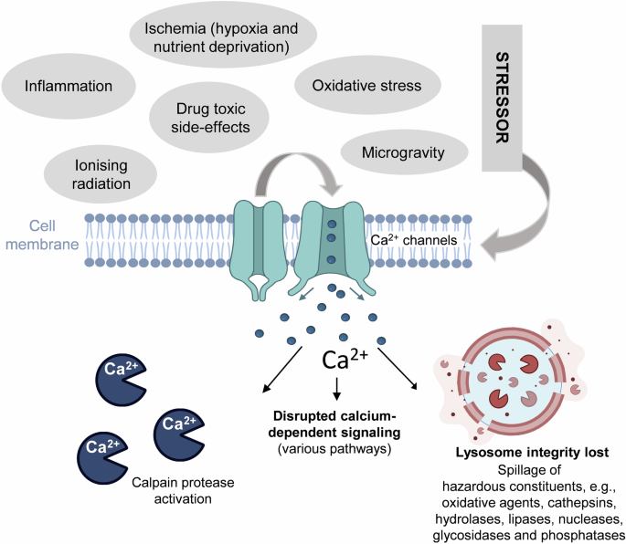 Necrosis as a fundamental driver of loss of resilience and biological decline: what if we could intervene?