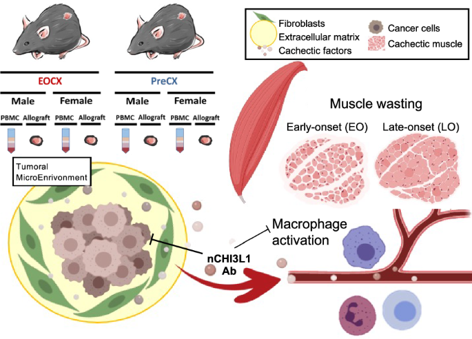 Macrophage activation determines muscle wasting in pancreatic cancer