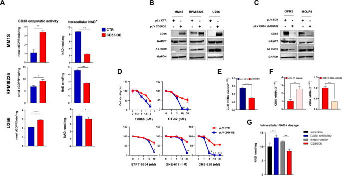 CD56 expression modulates NAD+ metabolic landscape and predicts sensitivity to anti-CD38 therapies in multiple myeloma