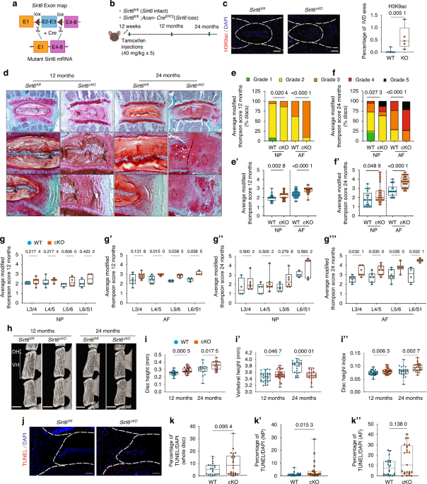 Sirt6 deficiency promotes senescence and age-associated intervertebral disc degeneration in mice