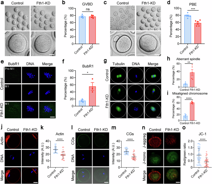 Correction: Inhibition of ferroptosis counteracts the advanced maternal age-induced oocyte deterioration