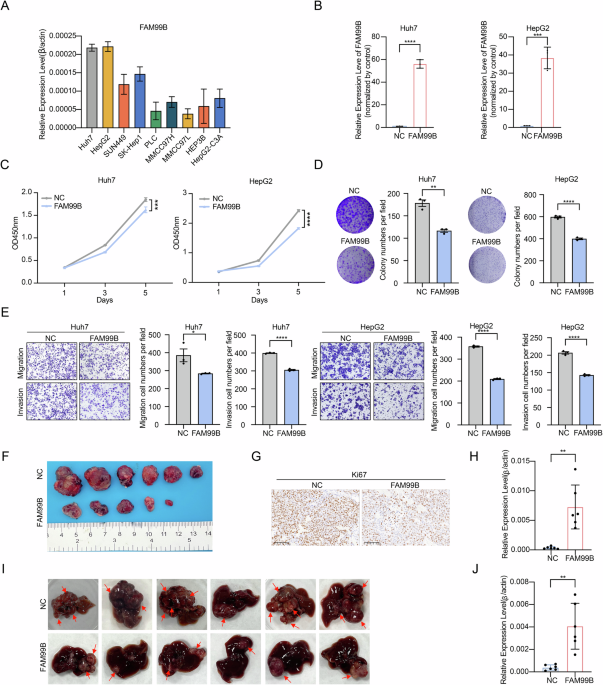 Correction: The liver-specific long noncoding RNA FAM99B inhibits ribosome biogenesis and cancer progression through cleavage of dead-box Helicase 21