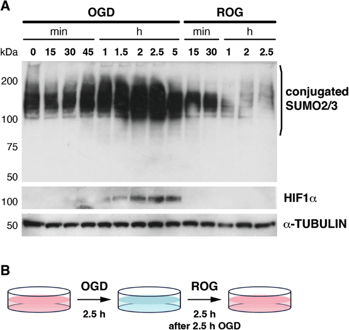 SUMO2/3 modification of transcription-associated proteins controls cell viability in response to oxygen and glucose deprivation-mediated stress