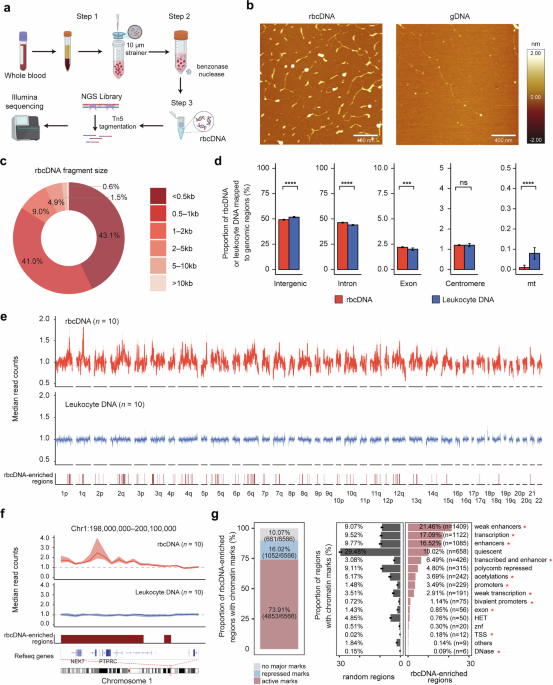 DNA remnants in red blood cells enable early detection of cancer