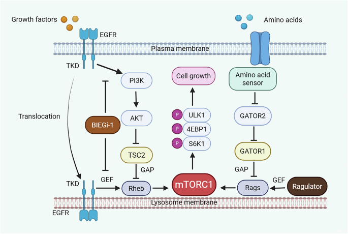 Lysosomal EGFR functions as a GEF for Rheb