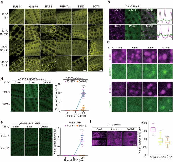 Author Correction: A thermosensor FUST1 primes heat-induced stress granule formation via biomolecular condensation in Arabidopsis