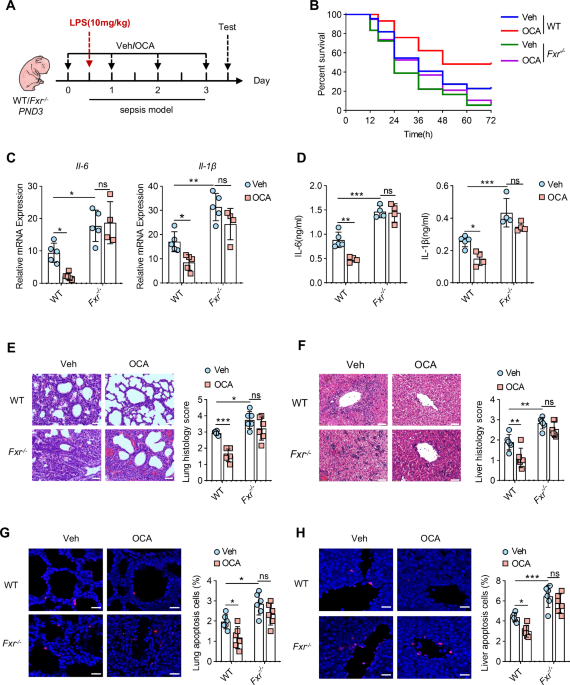FXR protects against neonatal sepsis by enhancing the immunosuppressive function of MDSCs