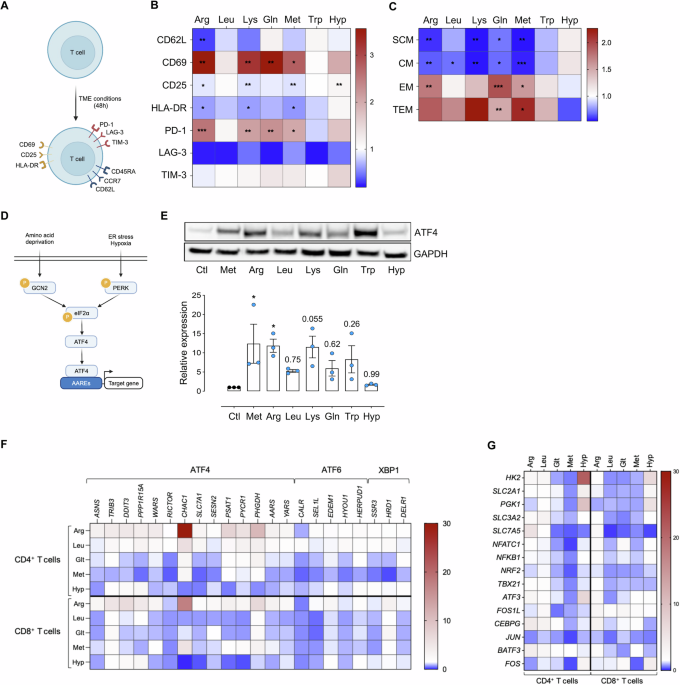 Harnessing nutrient scarcity for enhanced CAR-T-cell potency and safety in solid tumors