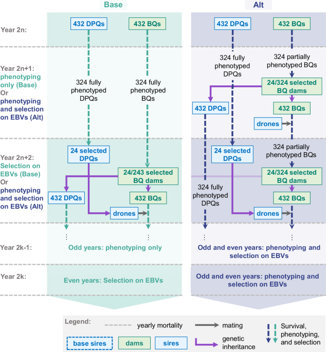 How partial phenotyping to reduce generation intervals can help to increase annual genetic gain in selected honeybee populations